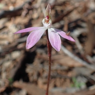 Caladenia fuscata (Dusky Fingers) at O'Connor, ACT - 11 Sep 2020 by RWPurdie