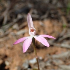 Caladenia fuscata at O'Connor, ACT - 11 Sep 2020