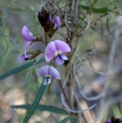 Glycine clandestina (Twining Glycine) at Dryandra St Woodland - 10 Sep 2020 by RWPurdie