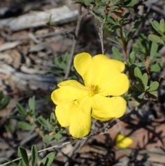 Hibbertia obtusifolia (Grey Guinea-flower) at O'Connor, ACT - 11 Sep 2020 by RWPurdie