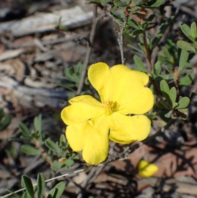 Hibbertia obtusifolia (Grey Guinea-flower) at Dryandra St Woodland - 10 Sep 2020 by RWPurdie