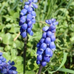 Muscari armeniacum (Grape Hyacinth) at O'Connor, ACT - 11 Sep 2020 by RWPurdie