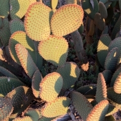 Opuntia rufida (Blind Cactus) at Flea Bog Flat to Emu Creek Corridor - 10 Sep 2020 by JVR