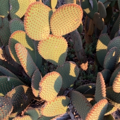 Opuntia rufida (Blind Cactus) at Flea Bog Flat to Emu Creek Corridor - 10 Sep 2020 by JVR