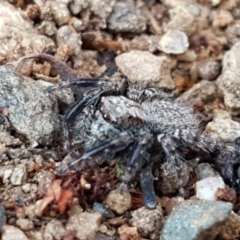 Servaea sp. (genus) (Unidentified Servaea jumping spider) at Latham, ACT - 11 Sep 2020 by trevorpreston