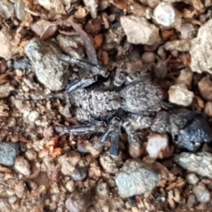 Servaea sp. (genus) at Latham, ACT - 11 Sep 2020