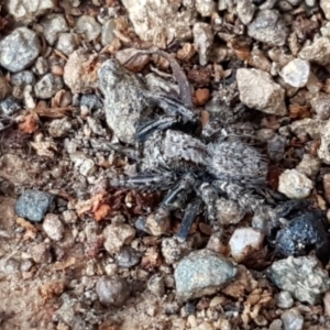 Servaea sp. (genus) at Latham, ACT - 11 Sep 2020