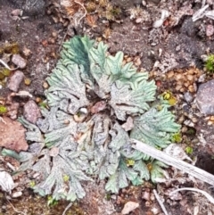 Riccia subbifurca (Liverwort) at Latham, ACT - 11 Sep 2020 by trevorpreston
