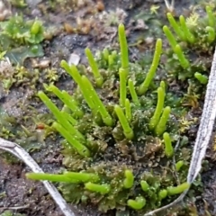 Anthoceros agrestis at Latham, ACT - 11 Sep 2020