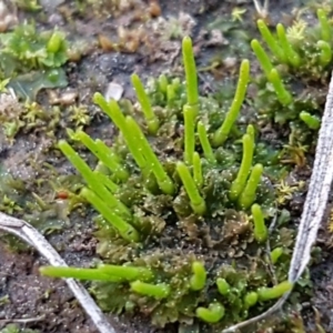 Anthoceros agrestis at Latham, ACT - 11 Sep 2020