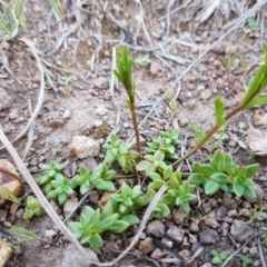 Linaria pelisseriana (Pelisser's Toadflax) at Latham, ACT - 11 Sep 2020 by trevorpreston