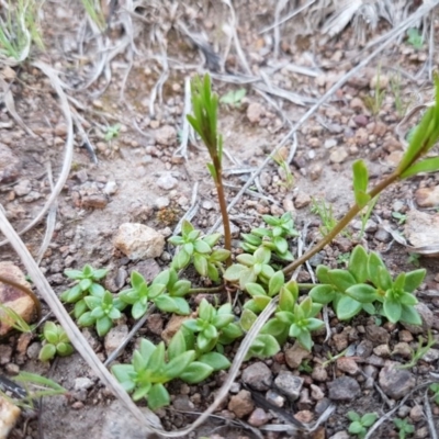 Linaria pelisseriana (Pelisser's Toadflax) at Umbagong District Park - 11 Sep 2020 by tpreston