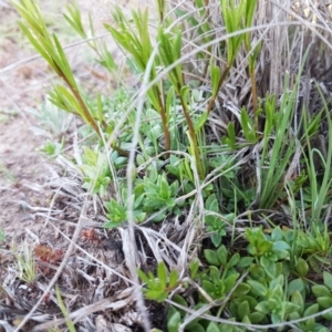 Linaria pelisseriana at Latham, ACT - 11 Sep 2020