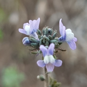 Linaria arvensis at Latham, ACT - 11 Sep 2020