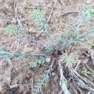 Linaria arvensis at Latham, ACT - 11 Sep 2020