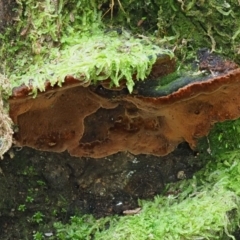 Phellinus sp. (non-resupinate) (A polypore) at Paddys River, ACT - 6 Sep 2020 by Caric