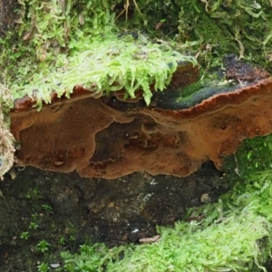 Phellinus sp. (non-resupinate) at Paddys River, ACT - 6 Sep 2020 12:12 PM