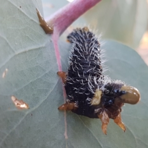 Perga sp. (genus) at Latham, ACT - 11 Sep 2020