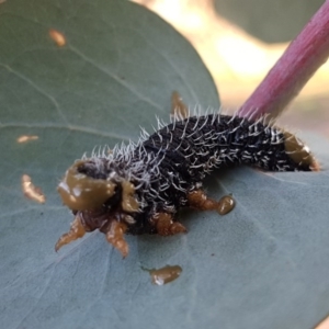 Perga sp. (genus) at Latham, ACT - 11 Sep 2020