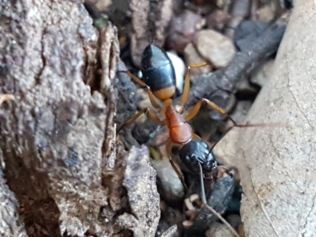 Camponotus consobrinus at Latham, ACT - 11 Sep 2020