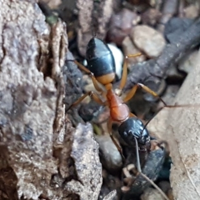 Camponotus consobrinus (Banded sugar ant) at Latham, ACT - 11 Sep 2020 by tpreston