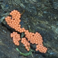 Myxomycete - past plasmodial stage at Tidbinbilla Nature Reserve - 6 Sep 2020 by Caric