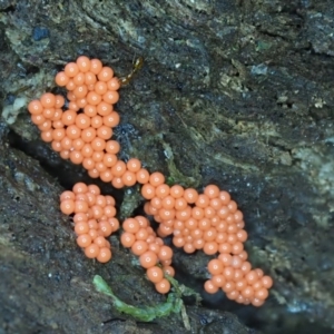 Myxomycete - past plasmodial stage at Paddys River, ACT - 6 Sep 2020