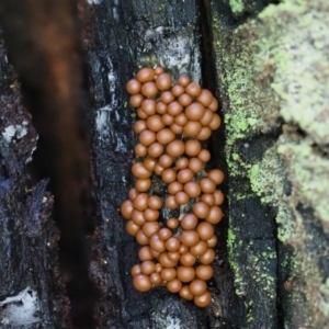 Myxomycete - past plasmodial stage at Paddys River, ACT - 6 Sep 2020