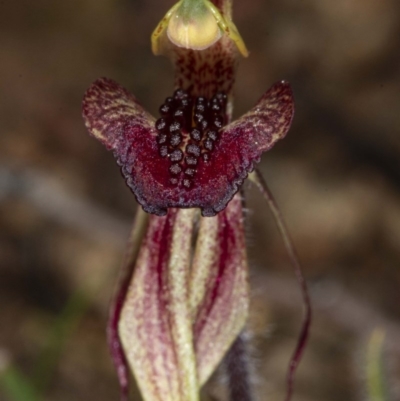 Caladenia actensis (Canberra Spider Orchid) by DerekC