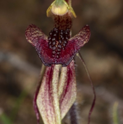 Caladenia actensis (Canberra Spider Orchid) at Mount Majura - 11 Sep 2020 by DerekC