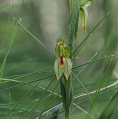 Bunochilus montanus (Montane Leafy Greenhood) at Tidbinbilla Nature Reserve - 6 Sep 2020 by Caric