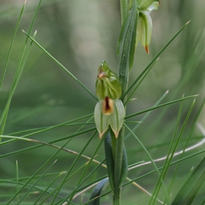 Bunochilus montanus (Montane Leafy Greenhood) at Tidbinbilla Nature Reserve - 6 Sep 2020 by Caric