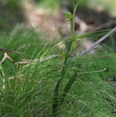 Bunochilus montanus (ACT) = Pterostylis jonesii (NSW) at Paddys River, ACT - 6 Sep 2020