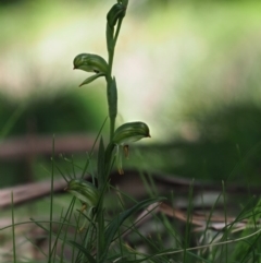 Bunochilus montanus (ACT) = Pterostylis jonesii (NSW) at Paddys River, ACT - suppressed