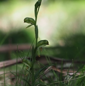 Bunochilus montanus (ACT) = Pterostylis jonesii (NSW) at Paddys River, ACT - suppressed