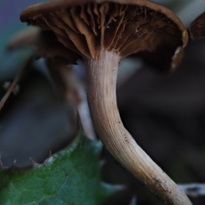 zz agaric (stem; gills not white/cream) at Umbagong District Park - 7 Jul 2020 by Caric