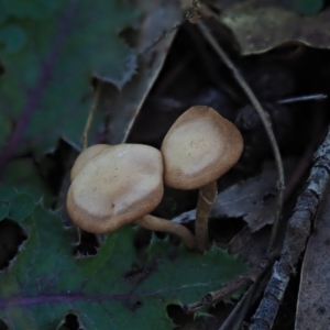 zz agaric (stem; gills not white/cream) at Macgregor, ACT - 7 Jul 2020