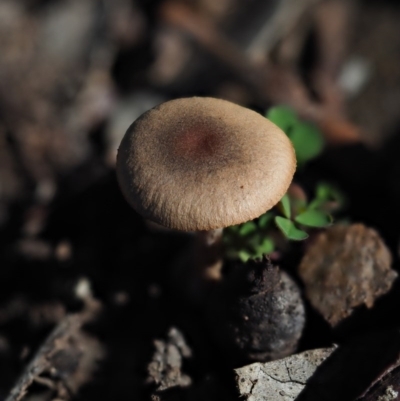 Unidentified Cap on a stem; gills below cap [mushrooms or mushroom-like] at Macgregor, ACT - 7 Jul 2020 by Caric