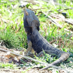 Pogona barbata at Stromlo, ACT - 11 Sep 2020