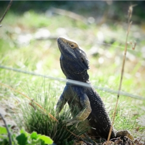 Pogona barbata at Stromlo, ACT - 11 Sep 2020