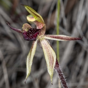 Caladenia actensis at suppressed - suppressed