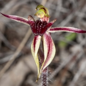 Caladenia actensis at suppressed - suppressed