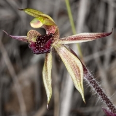 Caladenia actensis at suppressed - suppressed