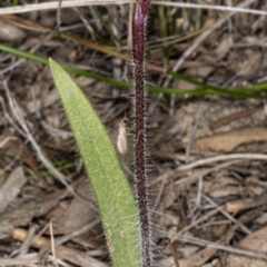 Caladenia actensis at suppressed - suppressed