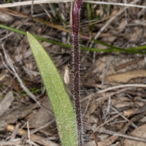 Caladenia actensis at suppressed - suppressed