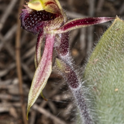 Caladenia actensis (Canberra Spider Orchid) at Mount Majura - 11 Sep 2020 by DerekC