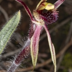 Caladenia actensis at suppressed - 11 Sep 2020