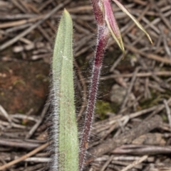 Caladenia actensis at suppressed - suppressed