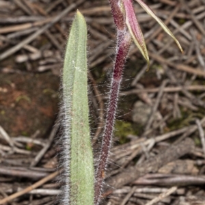 Caladenia actensis at suppressed - suppressed