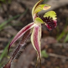 Caladenia actensis (Canberra Spider Orchid) at Mount Majura - 11 Sep 2020 by DerekC